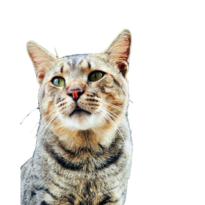 Related cat image: Captivating Close Up Of A Striped Domestic Cat With Green Eyes, Looking Alert And Curious. 14803